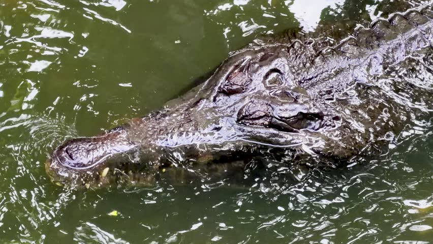 A detailed close-up shot captures a crocodile
