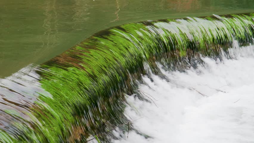 Close up view of the small dam showing the River Yeo flowing past moss-covered stones and river plants, capturing the textures, colours, and gentle movement of Cheddar’s serene waters.
