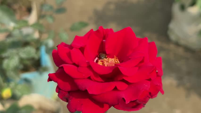 Vibrant red rose with busy bee collecting pollen