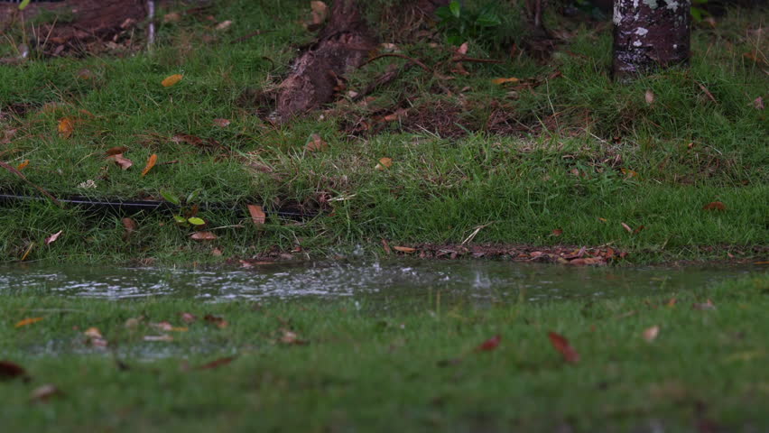 Hawai'i tropical rain falling into puddle in green grass tree roots in background. Backyard 4K video