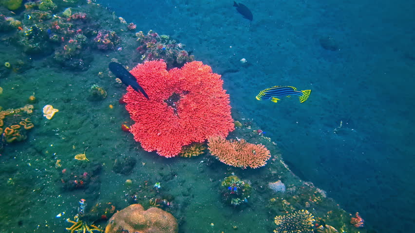 Bright pink soft coral thriving on a reef slope as tropical fish swim past. Colorful marine life surrounds the coral structure during a calm scuba dive in clear tropical water.