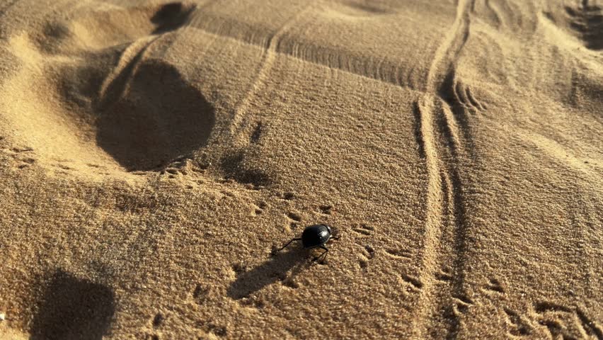 Close up camera follow black scarabaeus sacer beetle crawling fast across desert sand dune at sunset