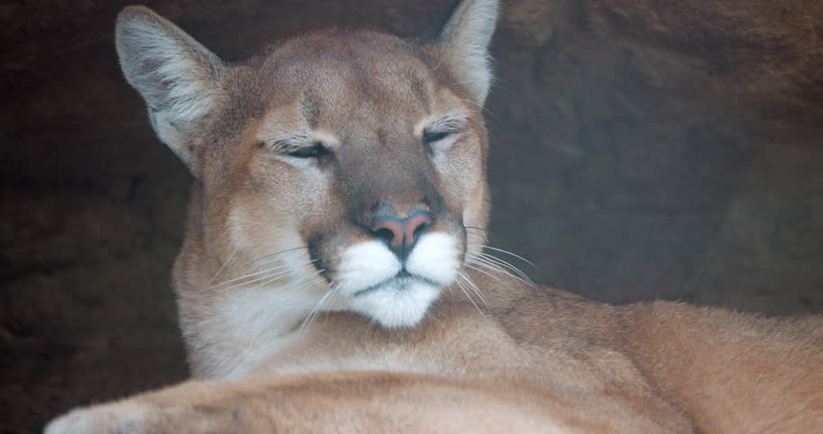This is a closeup of a mountian cat yawning
