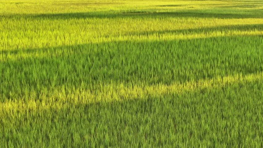 Aerial view of grassy marshes landscapes in Charleston, South Carolina in the lowcountry region during morning sunrise light - 4K Drone