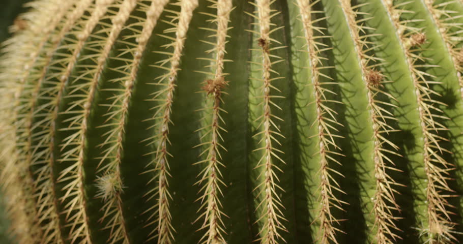 Detailed macro view of a green barrel cactus showing symmetrical ribs and sharp golden spines illuminated by warm natural sunlight. Desert plant texture with repeating pattern and strong natural structure.
