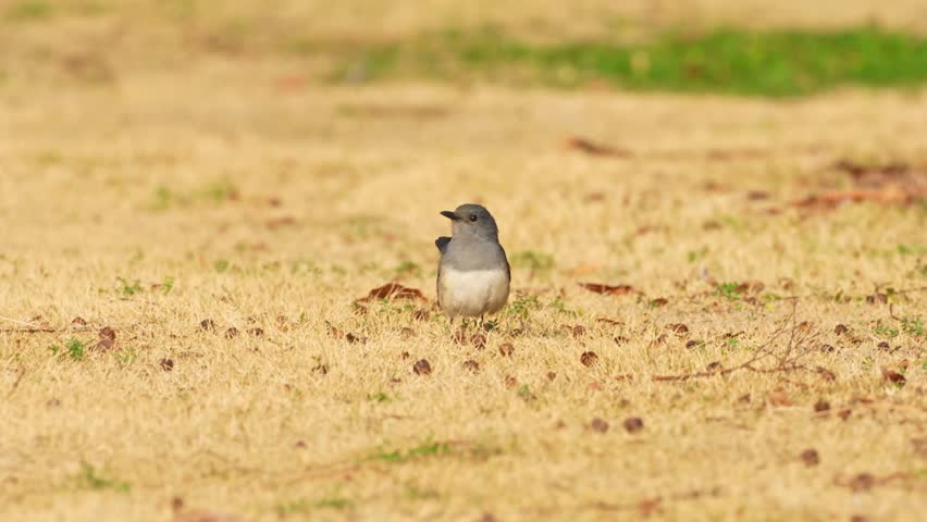 Oriental Magpie-robin Bird Standing on Dry Grass Field in Public Park