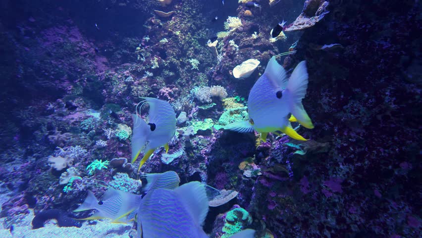 Several Sailfin Snappers swimming together along a vibrant coral reef. The clear blue water and reef setting suggest a tropical underwater habitat, where these fish are calmly cruising in a small group.
