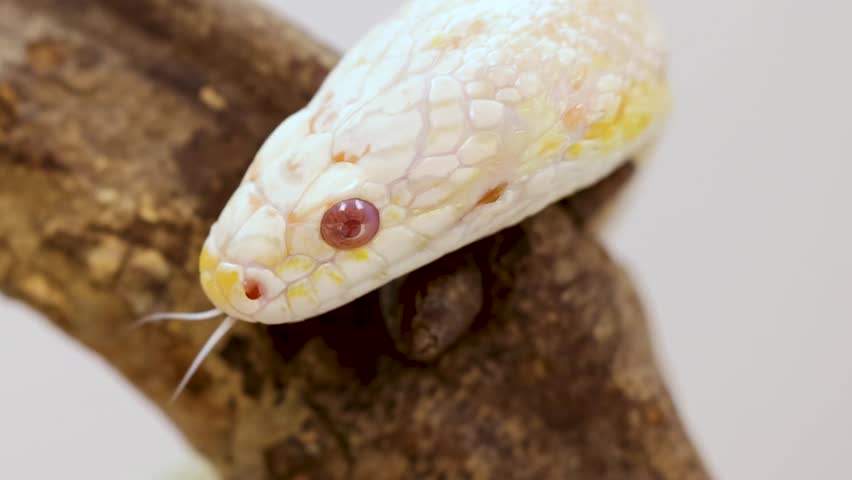Macro view of a white and yellow corn snake resting on a textured wooden branch.