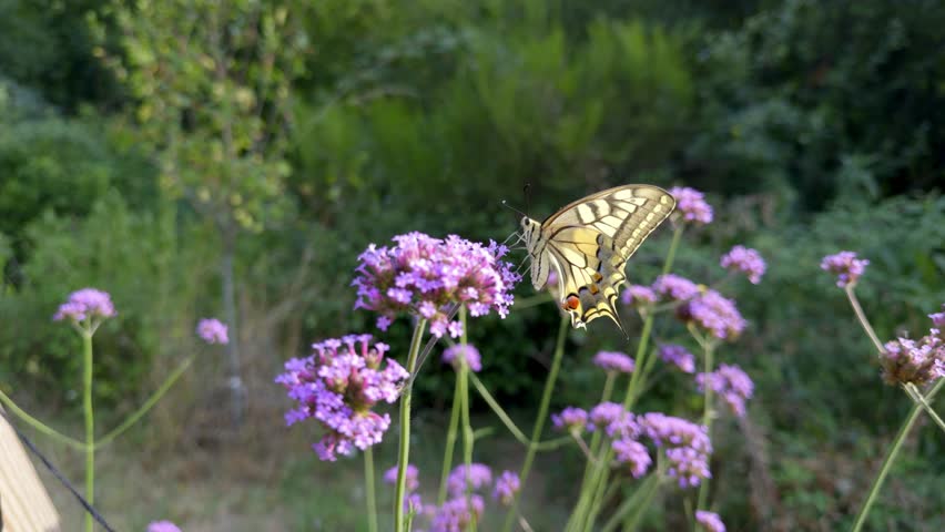 Macro shot of Swallowtail butterfly Papilio machaon resting on purple Verbena flower head. Detailed view of insect wings and body in green garden setting during French summer day.