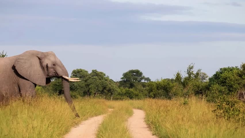 Elephant Seen from Behind in Savannah