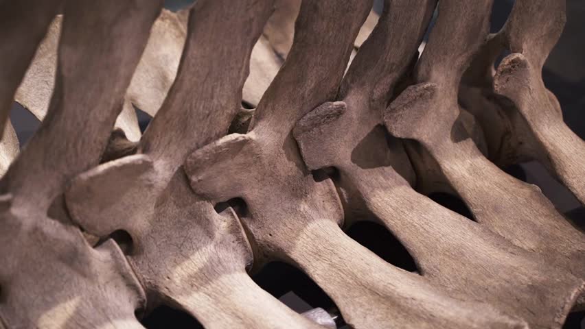 Large Whale Skeleton and Spine Exhibit in Natural History Museum