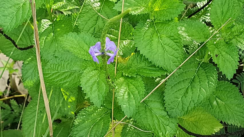 pink flowers and green leaves