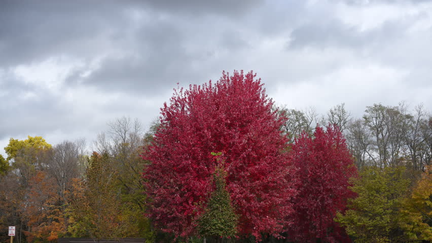Bright autumn sky with gray rainy fluffy clouds above colorful fall trees in a peaceful park landscape. Red, Orange, yellow autumn colors 