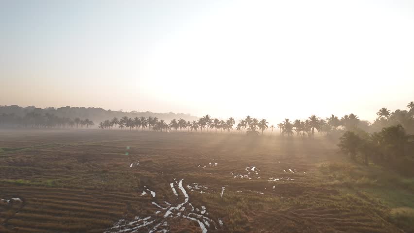 Kerala God’s Own Country – River and Coconut Trees Morning in Alappuzha
Serene Morning Vibes Over Paddy Fields in Alappuzha Kerala