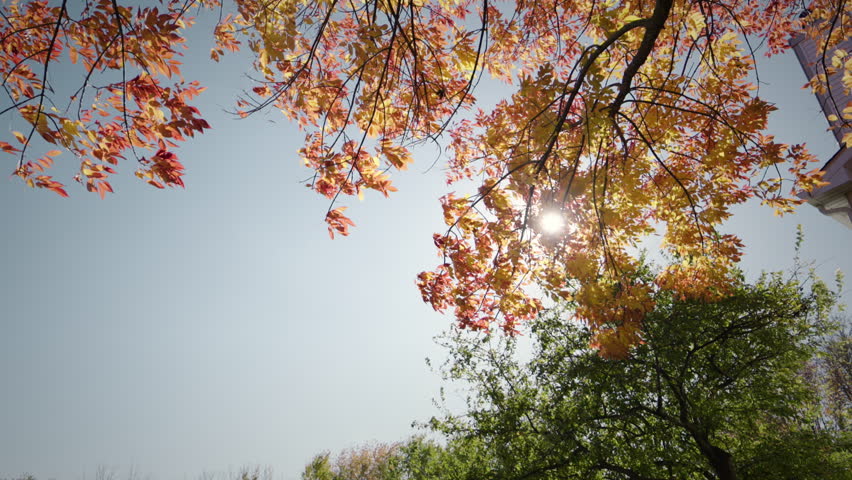 The sun shines brightly through tree branches and leaves are falling from autumn maple tree. Autumn time vibe.