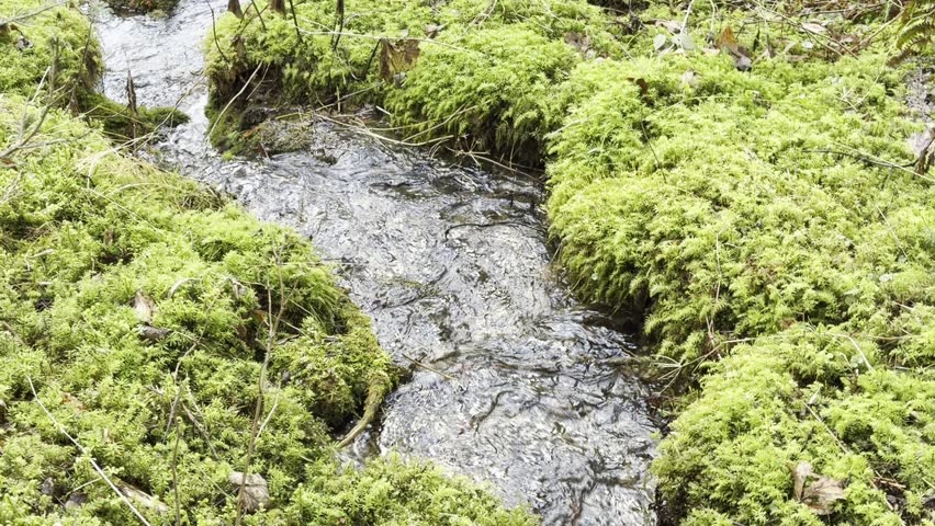 Natural water springs flowing on moss
