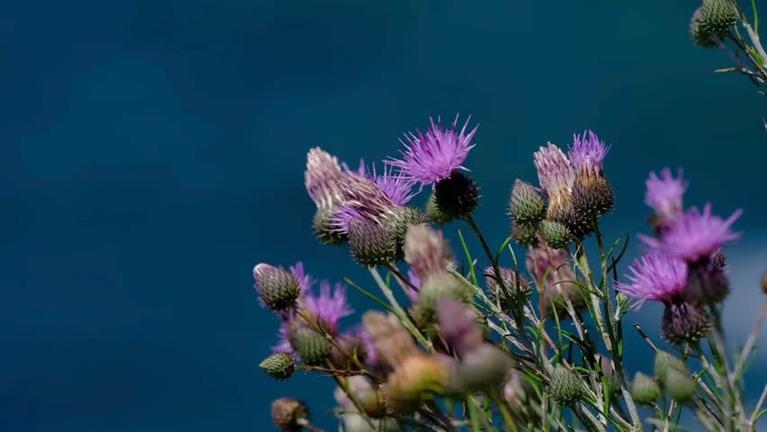 Vibrant purple thistle flowers blooming on thorny stems against a blue background