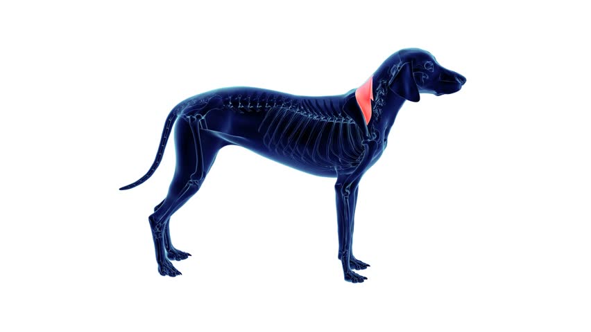 dog trapezius pars cervicis muscle anatomy 3d animation