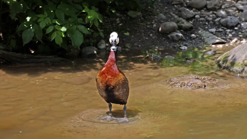 White-faced whistling duck, Dendrocygna viduata, noisy bird with a clear three-note whistling call at the lake. Nature landscape. Birds watching