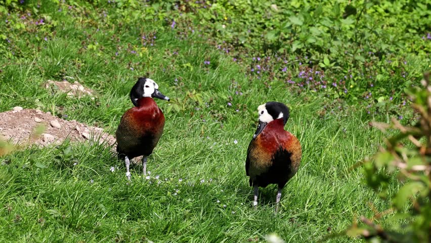 White-faced whistling duck, Dendrocygna viduata, noisy bird with a clear three-note whistling call at the lake. Nature landscape. Birds watching
