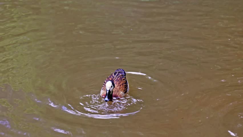 White-faced whistling duck, Dendrocygna viduata, noisy bird with a clear three-note whistling call at the lake. Nature landscape. Birds watching