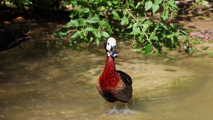 White-faced whistling duck, Dendrocygna viduata, noisy bird with a clear three-note whistling call at the lake. Nature landscape. Birds watching