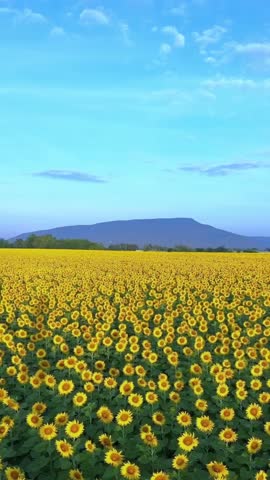 Wide aerial view of blooming sunflower field with mountain background 4k