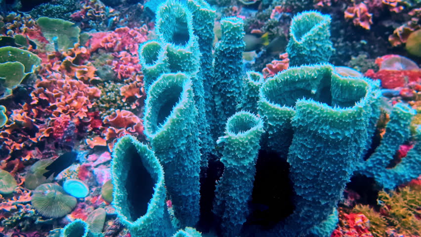 Giant Barrel sponge (Xestospongia sp.) rising from a colorful coral reef in clear tropical water. Massive tube sponge surrounded by soft corals and reef life in a vibrant ocean environment.