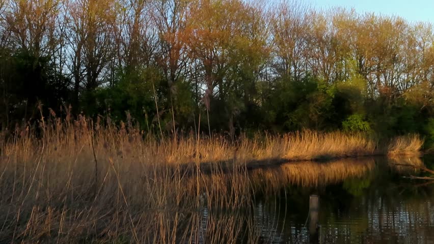 A calm water surface, a reed collar and a row of trees in the Sunrise with soft nature sounds