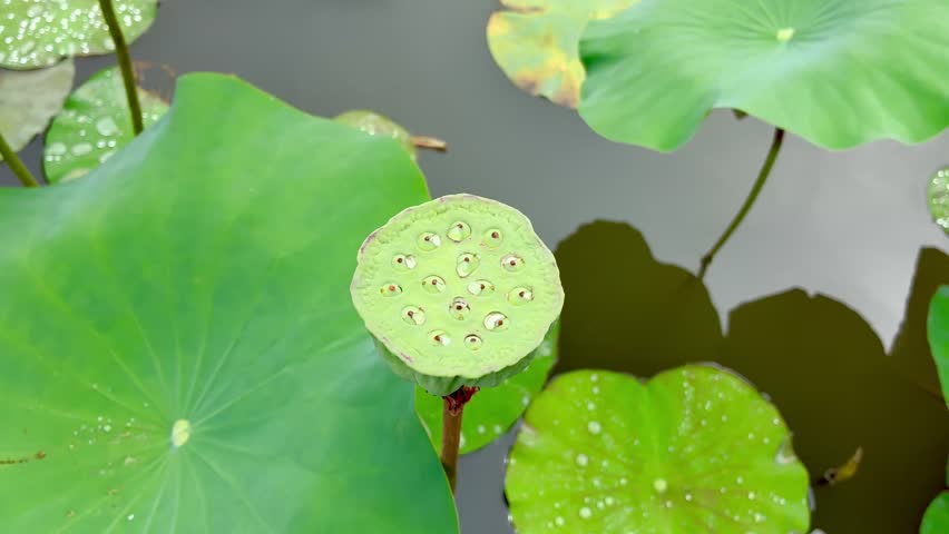 Lotus flower fruit on the lake top view