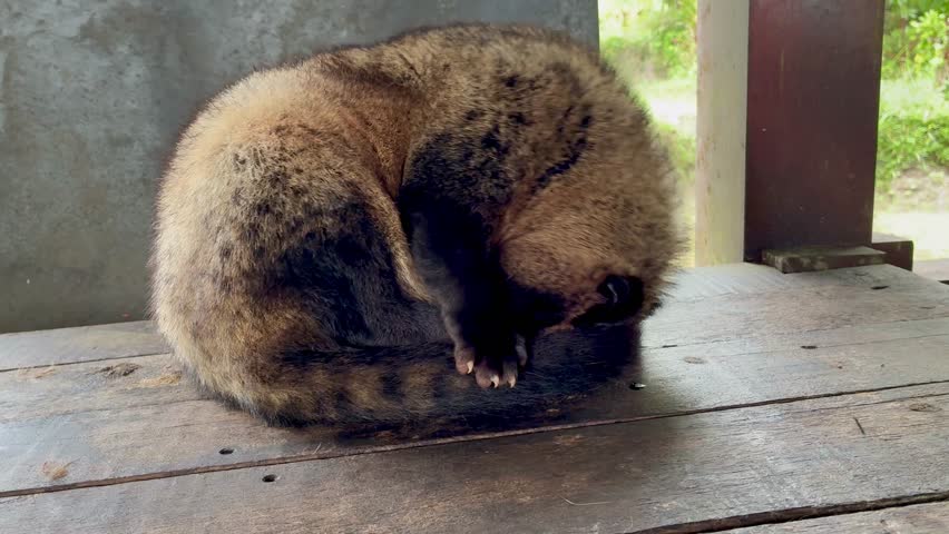 Sleeping Asian palm civet, Luwak animal at the coffee plantation in Bali Indonesia