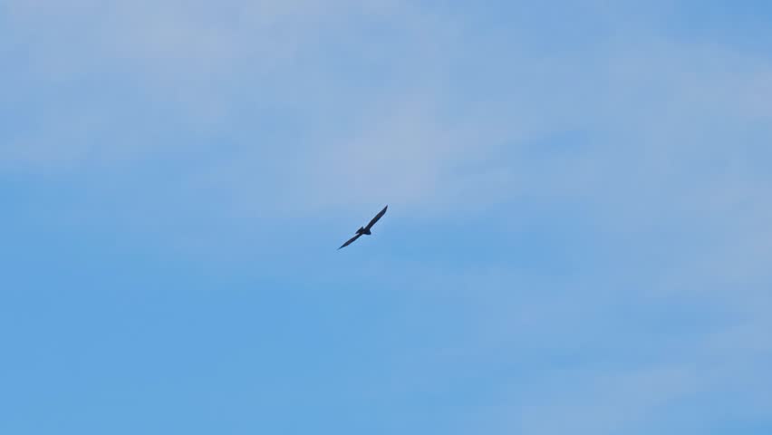 Golden Eagle flying against the blue sky over Wyoming on a sunny day.