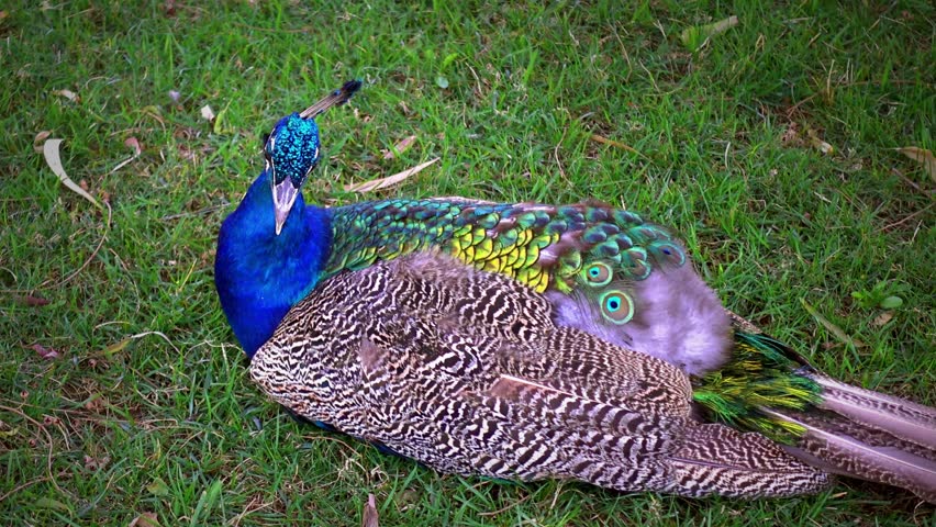close up of beautiful peacock
