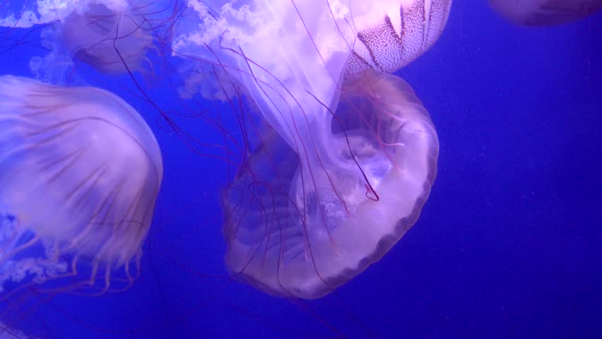 Group of translucent purple striped jellyfish gracefully floating and propelling themselves through the dark blue water of an aquarium, their long tentacles trailing behind them in the current