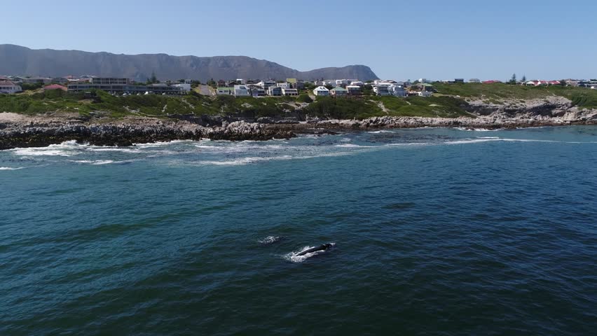 Mom with calf Southern Right whale in ocean off rocky RSA shoreline