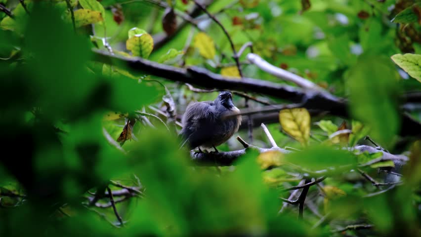 New Zealand fantail pīwakawaka rhipidura fuliginosa bird cleaning feathers perched in forest trees in Wellington NZ Aotearoa