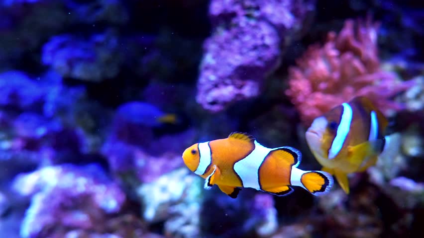 Beautiful orange clownfish peacefully swimming in a large blue aquarium with a vibrant coral reef background. Marine life and exotic tropical fish creating a relaxing underwater scene