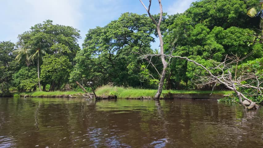 Anhinga resting on a fallen branch over a tranquil river in Tortuguero, Costa Rica, framed by dense tropical rainforest and calm freshwater scenery.