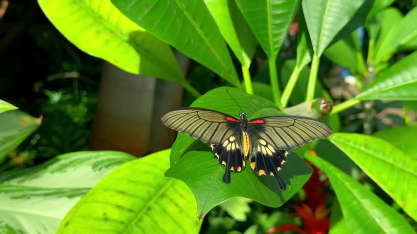 Black butterfly with yellow and red patterns resting on a vibrant green leaf plant