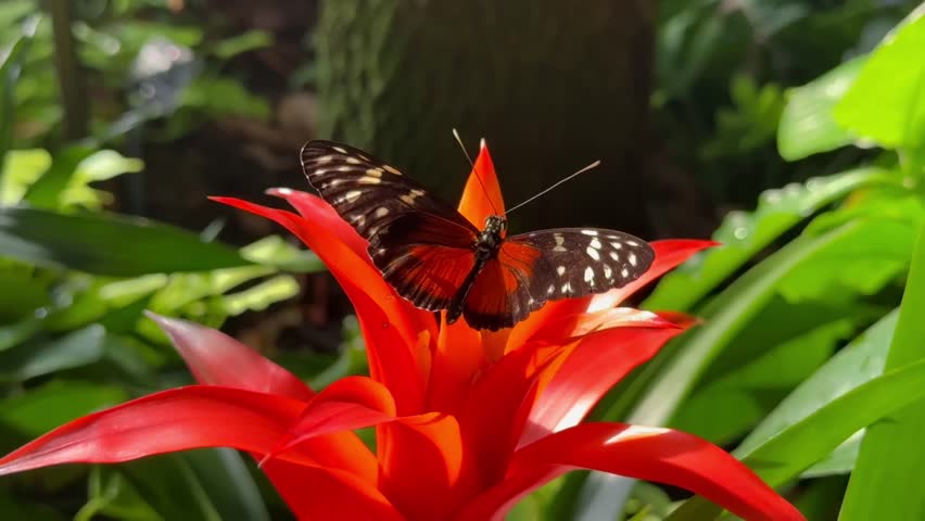 A beautiful butterfly with black and orange wings sits on a bright red bromeliad flower, surrounded by green tropical leaves in soft sunlight