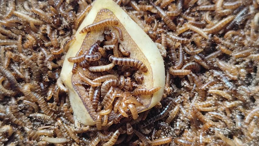 Close-up view of many live mealworms gnawing on food, with natural blur.