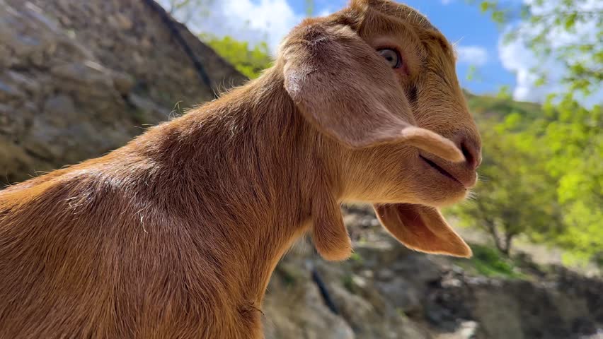goat baa brown hair in nature green mountain landscape portrait rural lifestyle grazing kid baby animal cute Iran Kurdistan lamb sheep breeding traditional agriculture sound voice calling playful