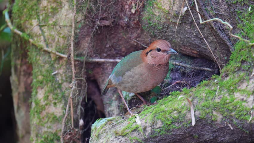 Rusty-naped Pitta (Hydrornis oatesi) on ground Bird watching in natural habitats in the forest.	
