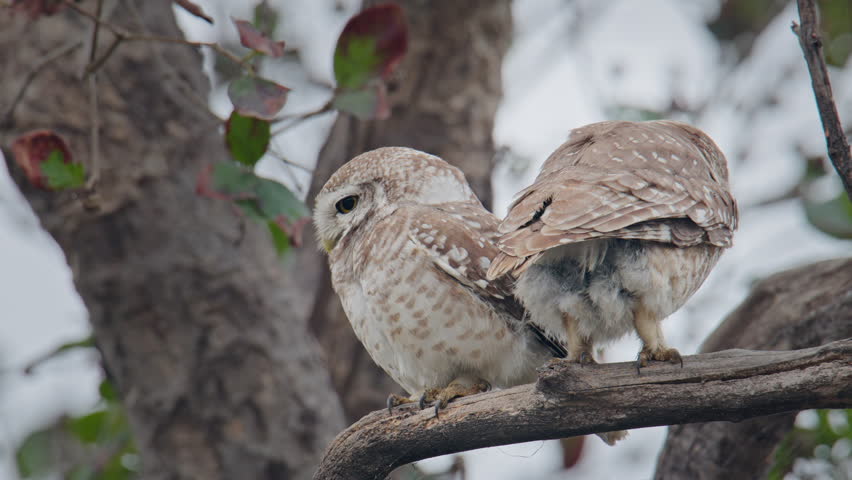 owl kissing, Two spotted owlets perched closely on branch showing bonding behavior and pair interaction in natural habitat.