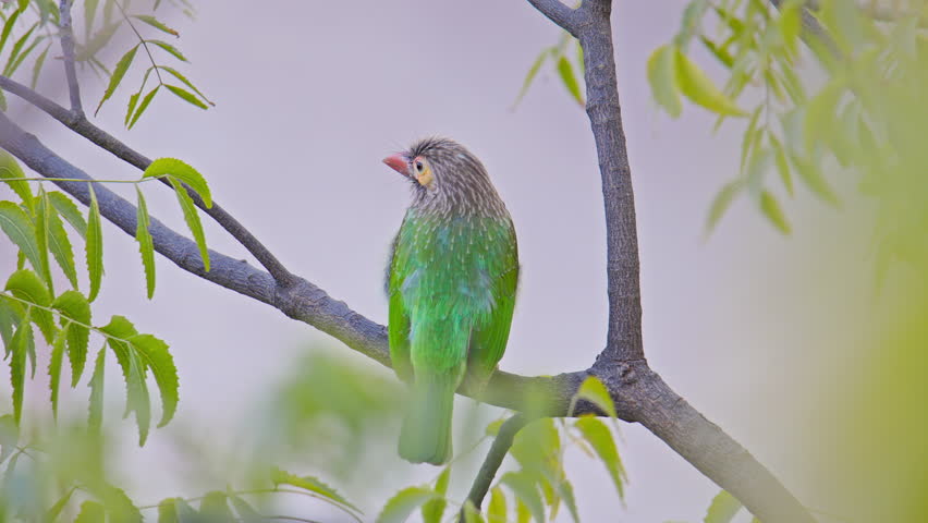 Close up of brown-headed barbet perched on branch showing natural bird behavior in forest ecosystem.