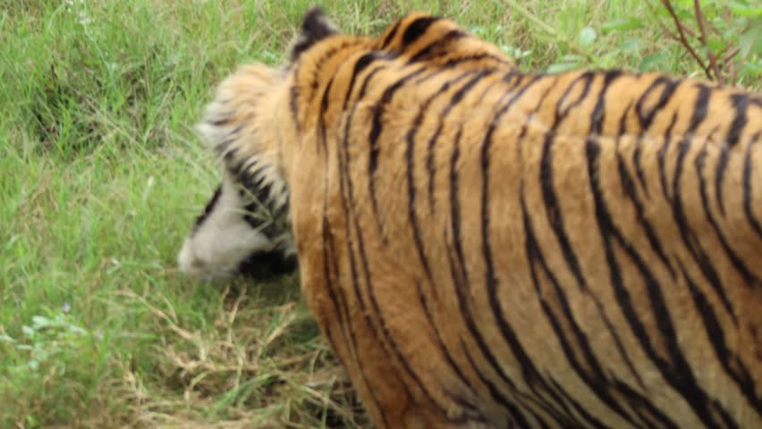 Back view of a Bengal tiger eating meat through tall green grass