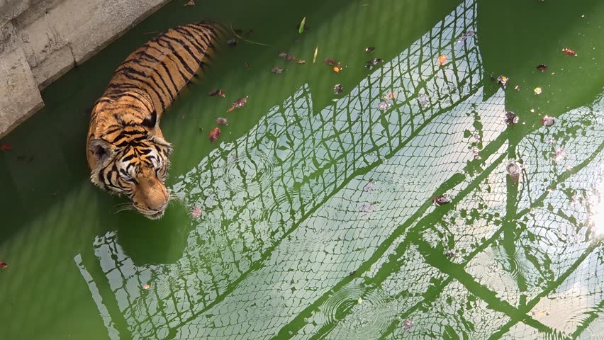 High-Angle Shot of a Bengal Tiger Swimming in a Green Zoo Pond with Mesh Fencing Reflection on the Water Surface.