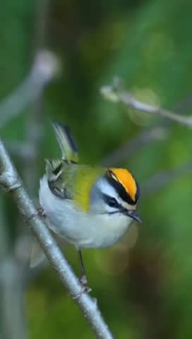 Vibrant small bird perched on branch in lush green forest
