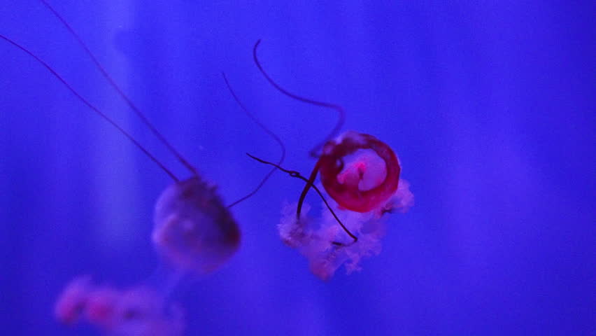 Sea nettle jellyfish (Chrysaora sp.) floating in blue aquarium light, red marine life close up