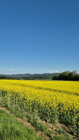 A field of yellow flowers with a blue sky in the background